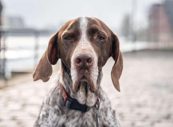 Hund - © Foto: Frank Rumpenhorst