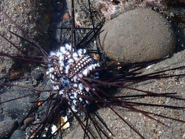 Ein infizierter Seeigel auf der Insel La Réunion. - © Jean-Pascal Quod/dpa