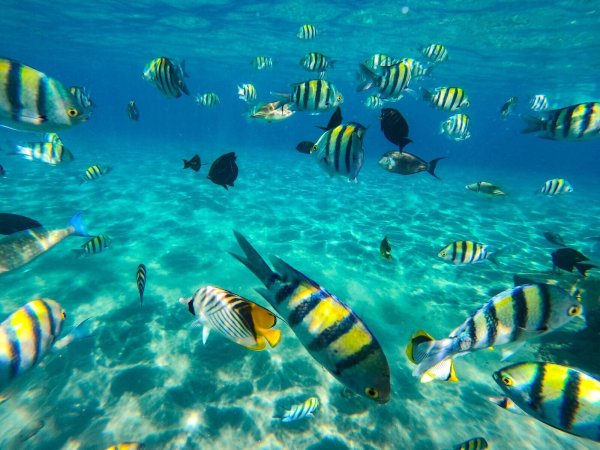 In der Naama Bay in Scharm el Scheich muss man manchmal gar nicht tief tauchen, um farbenfrohe Gesellschaft zu bekommen. - © Gehad Hamdy/dpa/dpa-tmn