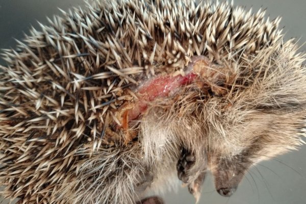 Ein Igel mit Schnittverletzungen. - © Editha Schneider/Forschungsverbund Berlin e.V. (FVB)/dpa