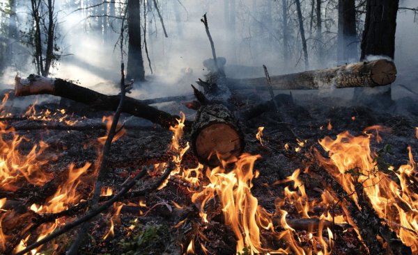 Waldbrände in Russland - © Foto: Valeriy Melnikov/Sputnik/dpa