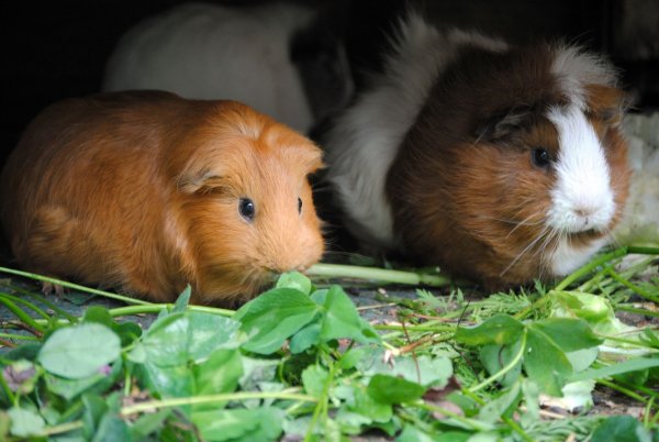 Eine bunte Salat- und Kräutermischung ist für Meerschweinchen ein regelrechtes Festessen. - © Jennifer Jahns/dpa-tmn/dpa