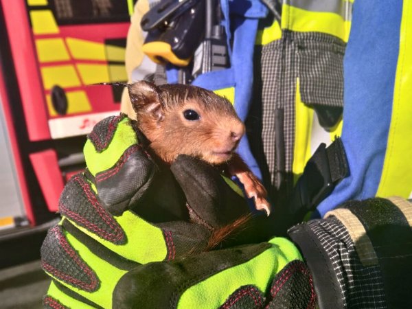 Das Foto der Feuerwehr Hünxe zeigt ein Eichhörnchen, das Einsatzkräfte befreit haben. - © Marc Vinschen/ Freiwillige Feuerwehr Hünxe/dpa
