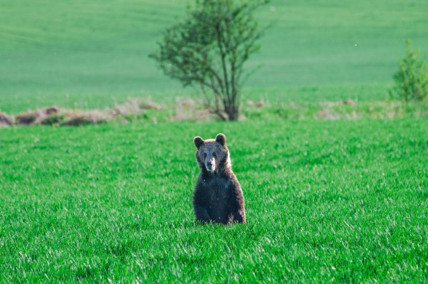 In den vergangenen Wochen wurden in der Slowakei mehrere Menschen bei unfreiwilligen Begegnungen mit Braunbären verletzt. - © Jaroslav Slastan/Staatlicher Naturschutz der Slowakei/dpa