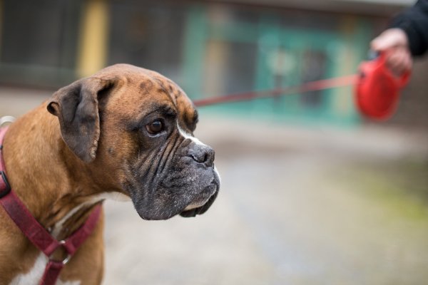 Bulldogge an Leine - © Foto: Sebastian Gollnow
