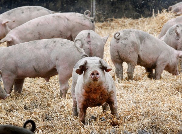 Freiland-Schweine - © Foto: Roland Weihrauch/dpa