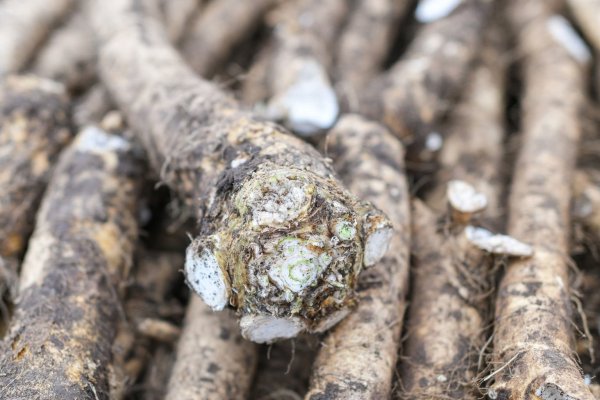 Meerrettich - © Foto: Patrick Pleul/dpa-Zentralbild/dpa-tmn