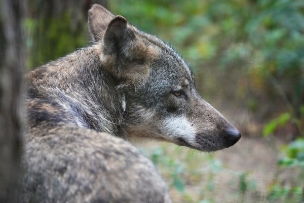 Sollten zwei Risse tatsächlich auf ein und denselben Wolf zurückgehen, dürfte das Tier abgeschossen werden. Es wäre der erste Fall dieser Art in Rheinland-Pfalz (Archivbild). - © Soeren Stache/dpa