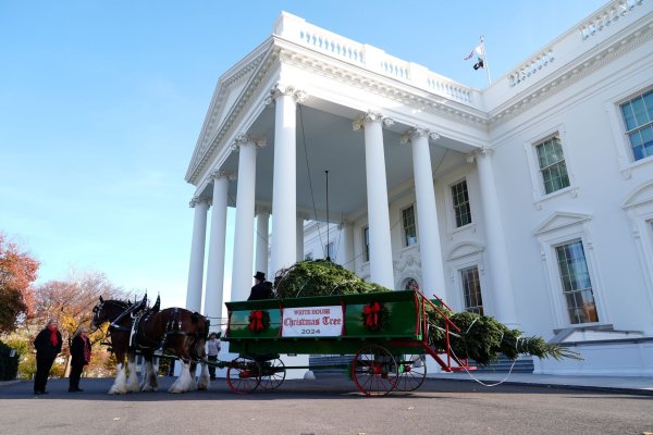Der diesjährige Weihnachtsbaum stammt aus North Carolina. - © Susan Walsh/AP