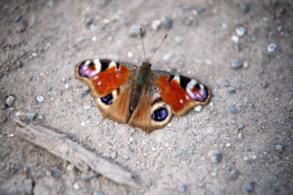 Verirrt sich ein Schmetterling in der kalten Jahreszeit ins Haus, sollte man ihn in einer Pappschachtel mit Luftlöchern an einem kühlen, dunklen Ort überwintern lassen. - © Sina Schuldt/dpa/dpa-tmn