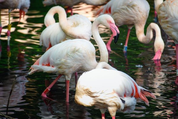 Der Flamingo Ingo lebte seit 1955 in Berlin. - © Gregor Fischer/dpa