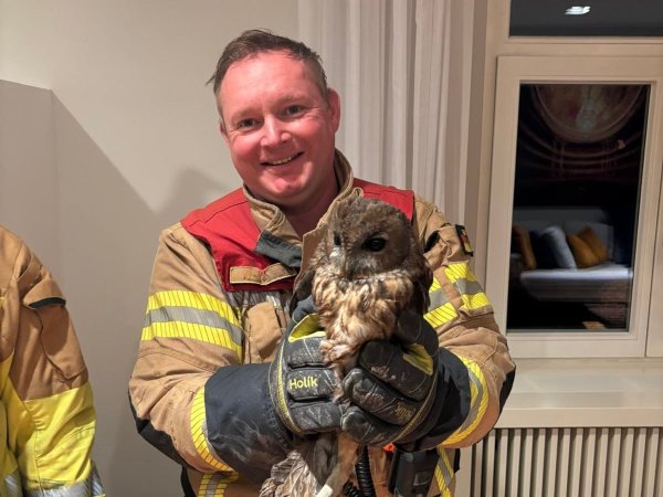 Ein Feuerwehrmann hält eine gerettete Eule in den Händen - der Waldkauz hatte sich in einen Kamin verirrt. - © -/Feuerwehr Bergisch Gladbach/dpa