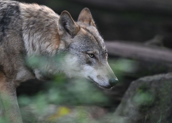 Ein Wolf streift durch einen Wildpark. In NRW leben immer mehr der Tiere in der Wildnis. (Symbolbild) - © Arne Dedert/dpa