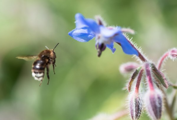 Nahrung für Hummeln und Bienen - © Foto: Robert Günther