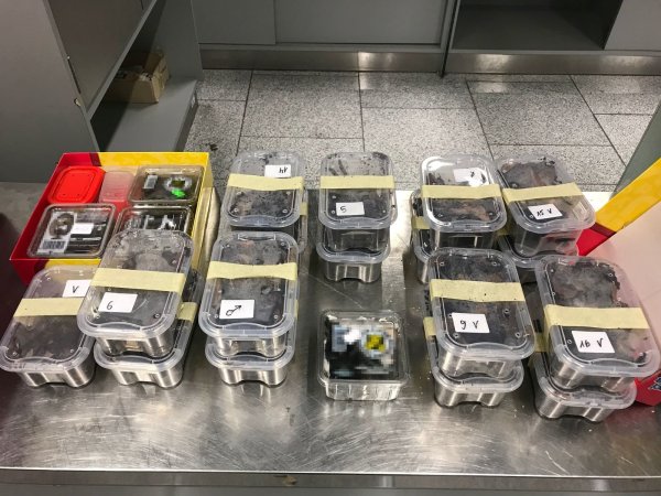 Die Spinnen waren in Plastikbehältern untergebracht. - © Zoll
