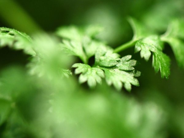 Kerbel - © Foto: Andrea Warnecke