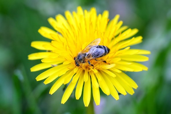 Wildbiene - © Foto: Jan Woitas