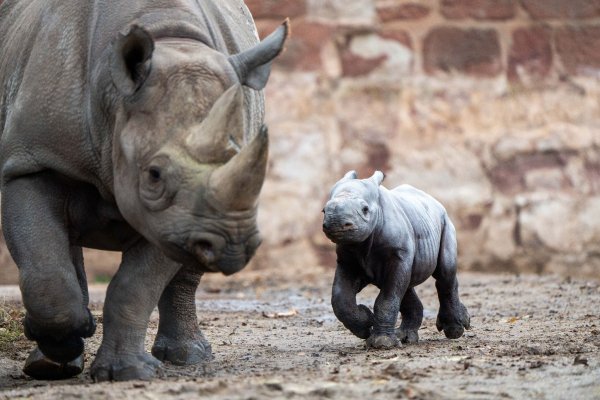 Das kleine Nashornjunge läuft neben seiner Mutter im Chester Zoo. - © Chester Zoo/dpa