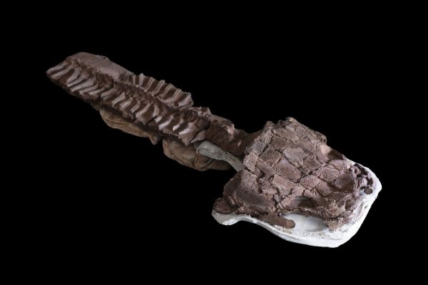 Das fast komplette Skelett von Gaiasia jennyae nach dem Präparieren. - © C. Marsicano/Nature/dpa