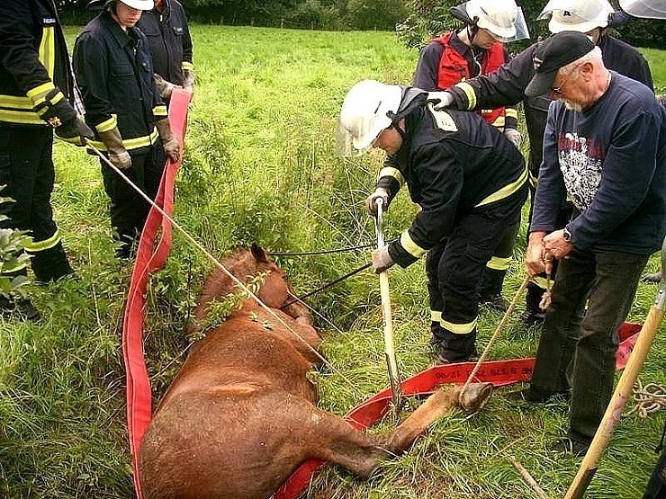 Unter Einsatz aller Kräfte und möglicher Finessen gelang es den Feuerwehrmännern, einen doppelt gelegten roten B-Schlauch unter dem Pferdekörper her zu ziehen. Dann halfen alle zusammen dem Pferd wieder auf die Beine. - © FOTOS: FEUERWEHR SPENGE
