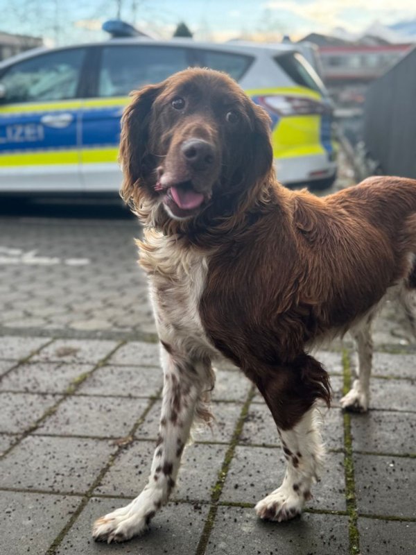 Ausreißer Asko hat sich laut Bundespolizei auf der Wache sichtlich wohlgefühlt. - © Bundespolizei/dpa