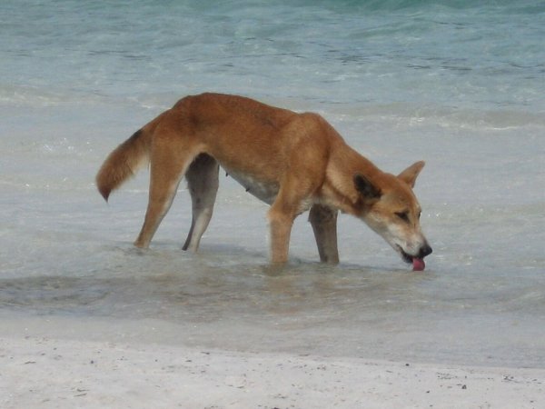 Die Dingos auf K\\\'gari sind eine Attraktion - aber auch gefährlich. (Archivbild) - © Fraser Island Dingo Preservation/AAP/dpa