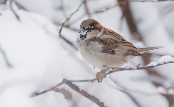 Bei der Vogelzählung «Stunde der Wintervögel» 2025 wurden Haussperling, Kohlmeise und Blaumeise als häufigste Wintervogel in Nordrhein-Westfalen genannt. (Archivbild) - © Julian Stratenschulte/dpa