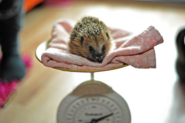 Mindestens 500 Gramm sollten Igel wiegen, um sie wieder in die Natur zu entlassen. - © Nicole Ellerbrake