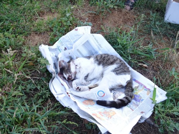 Ein Unbekannter hat die Katze von Alexandra Schmiedel mit einer Waffe getötet. - © pr