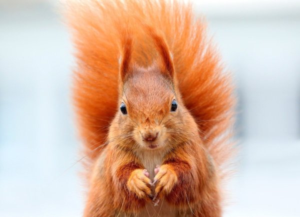 Eichhörnchen droht in Freibäden der Tod. - © Pixabay