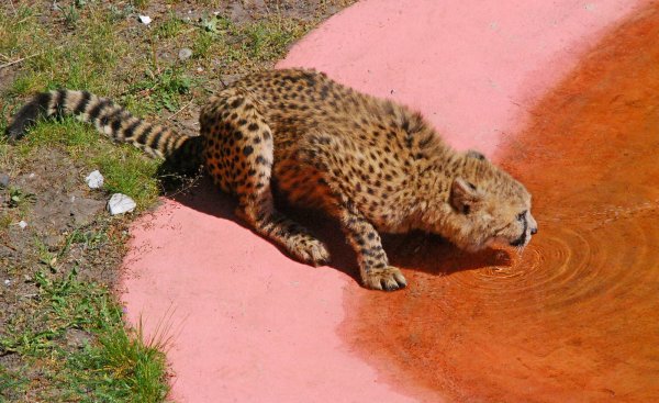 Laufen macht durstig: Und vielleicht schwimmt ja auch noch ein Ball im Wasser. Mit dem könnte auch gespielt werden, mag die Katze denken. - © Gunter Held