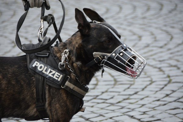 Ein Polizeihund spürte den Flüchtigen auf. - © Symbolbild Pixabay