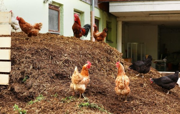 Hühnermist: Ökologisch wertvoll, aber auf der Straße unerwünscht. - © picture alliance / dpa