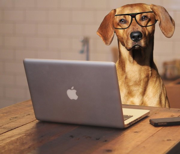 Kollege Hund kann für gutes Klima mit den Kollegen sorgen. In immer mehr Firmen sind vierbeinige Mitarbeiter willkommen. - © pixabay