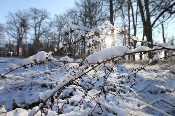 Kommt der Schnee am Dienstag nach Lippe? - © Vera Gerstendorf-Welle