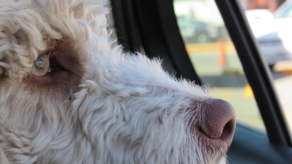 Ein Düsseldorfer muss ein Bußgeld zahlen, weil er seinen Hund an einem heißen Tag im Auto ließ. - © Pixabay (Symbolbild)