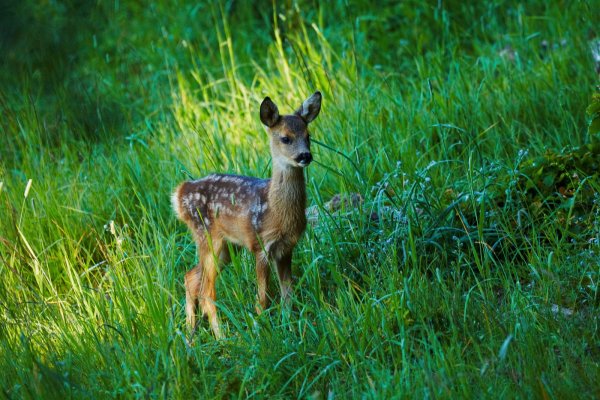 Finger weg von "jungen Wilden", wie diesem Rehkitz: Darum bittet Jäger Dietrich Tornau, in dessen Nachbarrevier am Samstagabend ein junges Rehkitz von einem wohlmeinenden Jogger mit nach Hause genommen wurde. - © Deutsche Wildtier Stiftung / R.