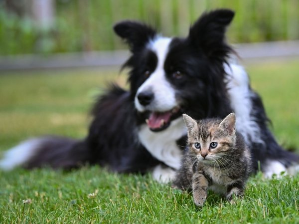 Extreme Züchtungen von Hunden und Katzen sollen in der EU gestoppt werden. - © Patrick Pleul/dpa