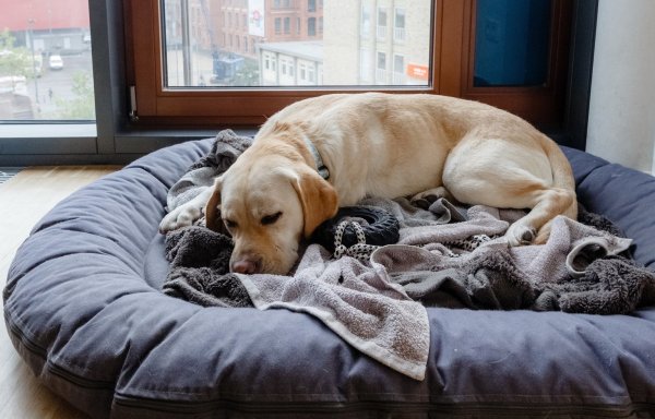 Hund im Körbchen - © Foto: Markus Scholz