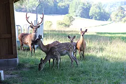 Tiere am Dorfrand: Diese kleine Sikawildherde inklusive K&auml;lbchen grast auf dem Gehege am Rande Schwelentrups. Initiiert hat das Projekt der Verein "Tiere im Dorf". - &copy; Jens Rademacher(LZ)