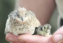 Die kleinsten Hühner der Welt: eine Chinesische Zwergwachtel und ihr vier Tage junges Küken. - © Foto: Vogelpark Heiligenkirchen
