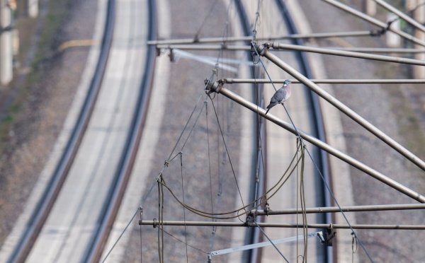Oberleitungen haben eine Spannung von 15.000 Volt: Die Polizei warnt daher vor den Gefahren des Bahnstroms. In Oberhausen ist ein Junge beim Klettern an den Gleisen schwer verletzt worden. - © Julian Stratenschulte/dpa