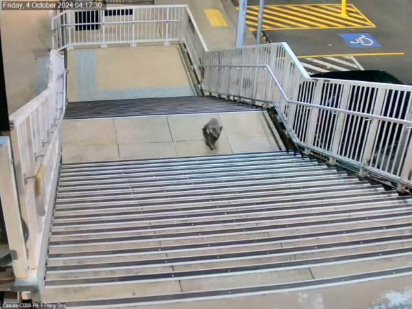 Koalas sind durch die urbane Entwicklung zunehmend bedroht. - © -/Transport for NSW via AAP /dpa