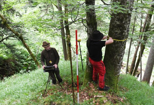 Für den Bericht wird eine Stichprobe des Waldes untersucht. - © Angelika Warmuth/dpa