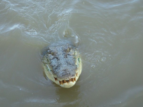Salzwasserkrokodile gelten als extrem aggressiv. (Archivbild) - © Carola Frentzen/dpa
