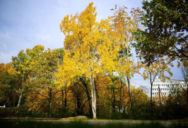 Die Zitterpappel (Populus tremula) - auch Espe oder Aspe genannt - ist Baum des Jahres 2026. - © Julian Stratenschulte/dpa