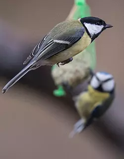 Meisen - &copy; Foto: Boris Roessler/dpa