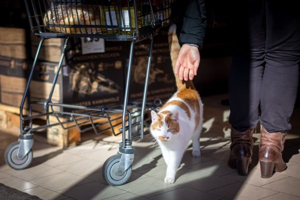 Kater - © Foto: Sina Schuldt/dpa