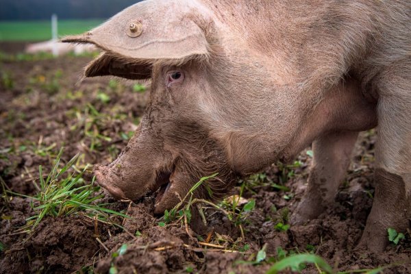 Schwein - © Foto: Sina Schuldt/dpa
