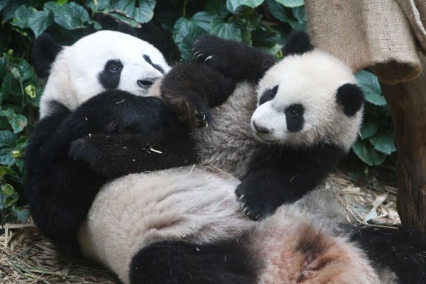 Die Pandas «Le Le» und «Jia Jia» im River Wonders Wildpark in Singapur. - © Then Chih Wey/XinHua/dpa